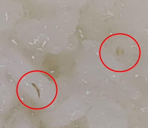 赤ちゃんのやわらかパックごはんの一部にうるち米由来の胚芽等が茶色い点やすじ状に見えることあります
